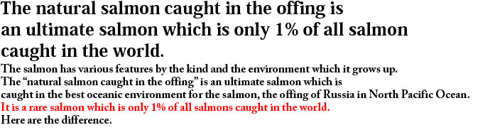 沖獲りの天然鮭は世界で1%しか獲れない、究極の鮭。