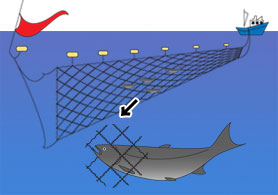 沖獲りの流し網漁法
