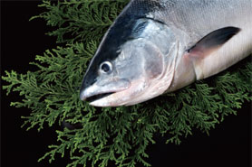 Natural Prime Salmon